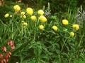 Trollius Goldquelle Image 1
