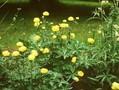 Trollius Helios Image 1