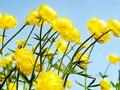 Trollius Lemon Queen Image 1