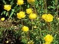 Trollius Maigold Image 1