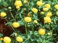 Trollius Miss Mary Russell Image 1
