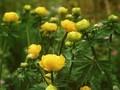 Trollius Yellow Beauty Image 1