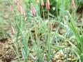 Tulipa clusiana Image 1