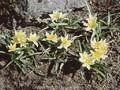 Tulipa dasystemon Image 1