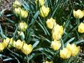 Tulipa kolpakowskiana Image 1