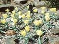 Tulipa linifolia Bright Gem Image 1