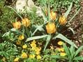 Tulipa linifolia Bronze Charm Image 1