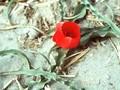 Tulipa montana Image 1