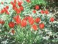 Tulipa orphanidea Image 1