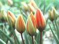 Tulipa orphanidea Whittallii Image 1