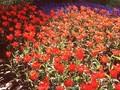 Tulipa Red Riding Hood Image 1