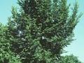 Ulmus dodoens Image 1