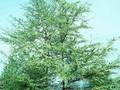 Ulmus foliacea Image 1