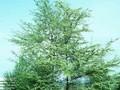 Ulmus minor Image 1