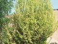 Ulmus minor Dampieri Aurea Image 1
