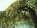 Ulmus minor Pendula Image 1