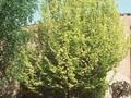 Ulmus minor Wredei Image 1