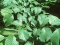 Ulmus montana Image 1