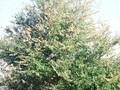 Ulmus Sapporo Autumn Gold Image 1