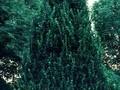 Ulmus Sarniensis Image 1