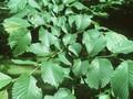 Ulmus scabra Image 1