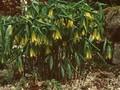Uvularia perfoliata Image 1