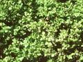 Vaccinium myrtillus Image 1