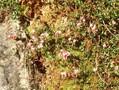 Vaccinium oxycoccos Image 1