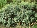 Vaccinium uliginosum Image 1