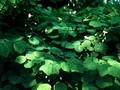 Vancouveria hexandra Image 1