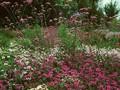 Verbena rigida Image 1