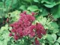 Vernonia arkansana Image 1