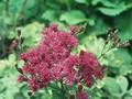 Vernonia crinita Image 1