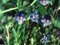 Veronica fruticans Image 1