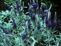 Veronica incana Image 1