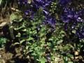 Veronica latifolia Image 1