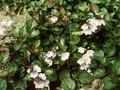 Veronica petraea Madame Mercier Image 1