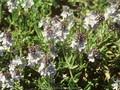 Veronica rupestris Image 1