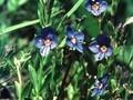 Veronica saxatilis Image 1