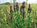Veronica spicata Image 1