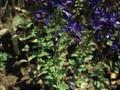 Veronica teucrium Image 1