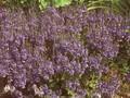 Veronica teucrium Kapitan Image 1