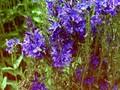 Veronica teucrium Konigsblau Image 1