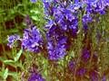 Veronica teucrium Royal Blue Image 1