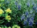 Veronica teucrium Shirley Blue Image 1