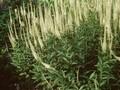 Veronicastrum virginicum Album Image 1