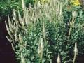 Veronicastrum virginicum Diane Image 1