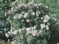 Viburnum tinus Image 1