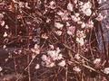 Viburnum bodnantense Dawn Image 1