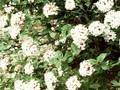 Viburnum carlesii Compactum Image 1